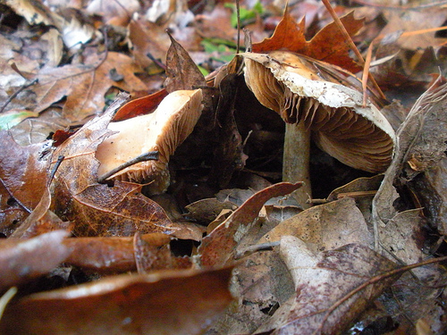 Mushroom 4 Jan 10