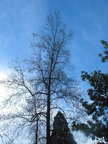 Winter tree study-Tulip Tree