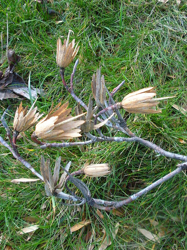 seeds on tulip tree