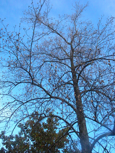 tree silhouette