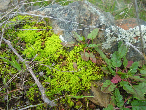 Cronan Ranch 5 Moss Lichen and Plants