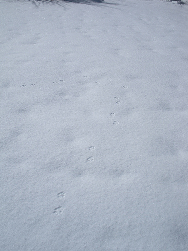 Mammal tracks at Taylor Creek