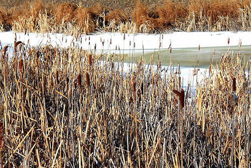 cattails in winter from Michelle at Delightful Learning