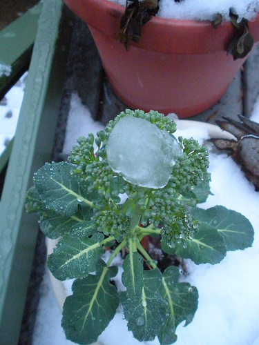 Ice on the Broccoli