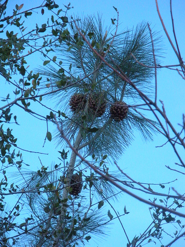 Pine cones on the tree