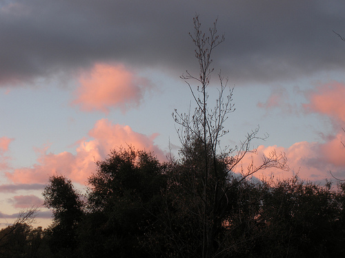 Pink clouds at Sunset 1 30 10
