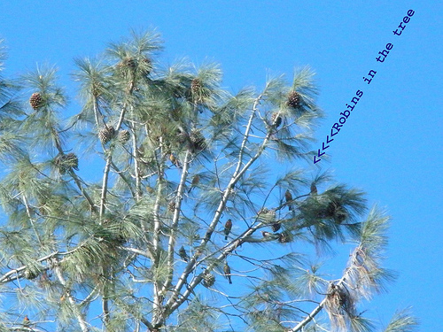 Robins in a Pine 2 6 10