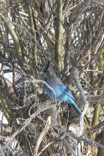 stellars jay