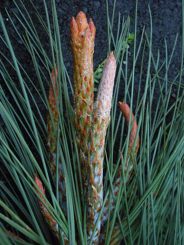 Jeffrey pine growth