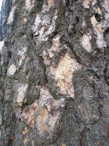 Ponderosa Pine bark up close