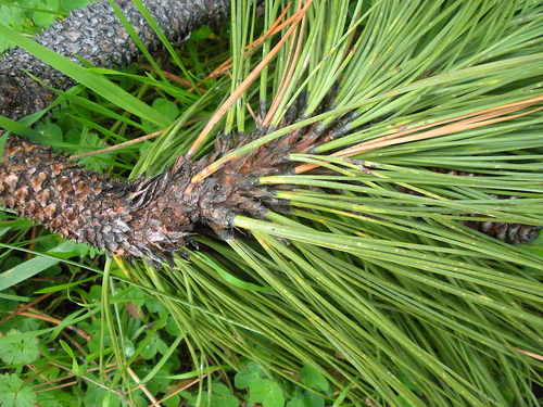 Ponderosa Pine needles attached to the branch