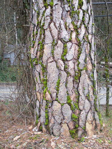 Ponderoas Pine moss on the bark