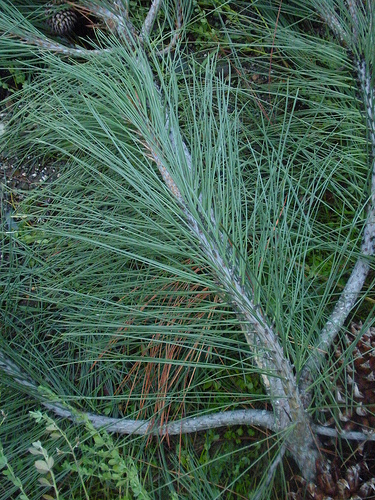 Jeffrey pine needles