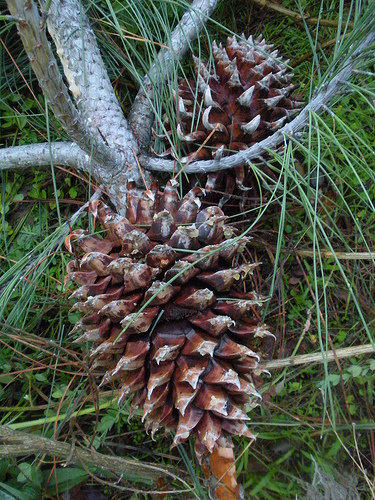 Jeffrey Pine cone