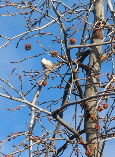 White-breasted nuthatch 2