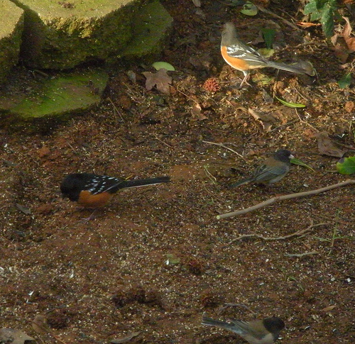 Spotted towhees