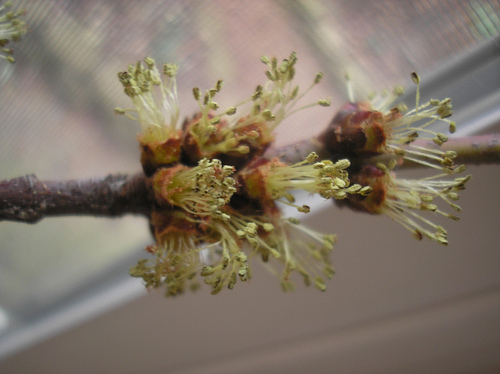 bud sweet gum