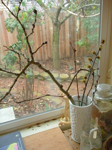 Sweet gum forsythia and river willow