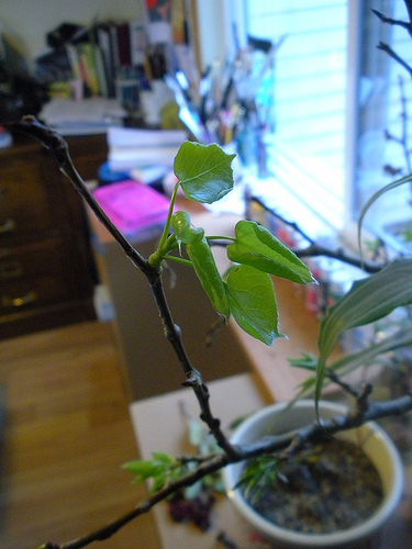 Leaves on branch-Aspen?