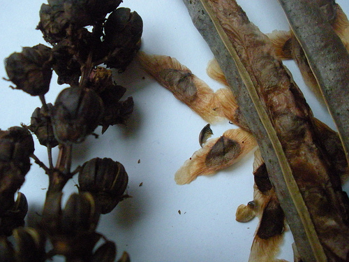 seeds trumpet vine and crepe myrtle