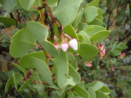 Manzanita Blossoms 2