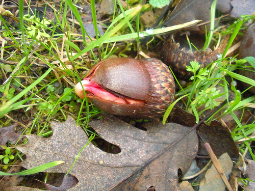 acorn sprouting 2