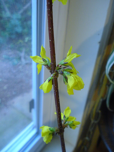 Forsythia blossom