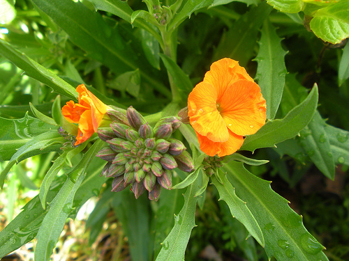 Mystery Flower-Orange