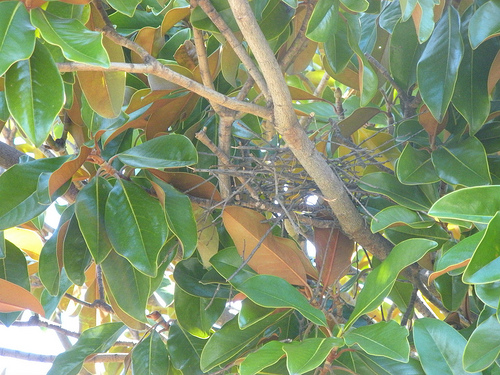 Scrub Jay nest in our Magnolia Tree