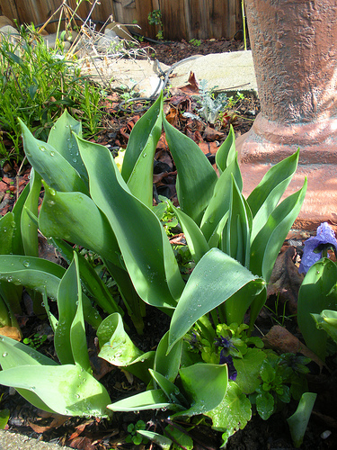 Tulips Under the Birdbath