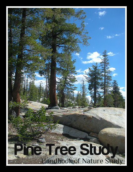 Pine+trees+button.jpg