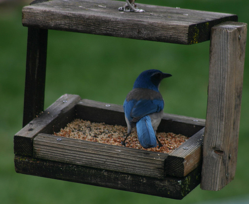 Scrub Jay in the feeder