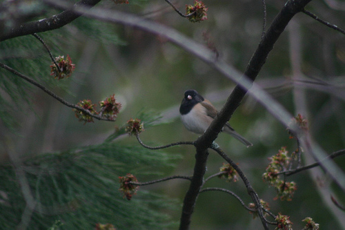Junco on the branch