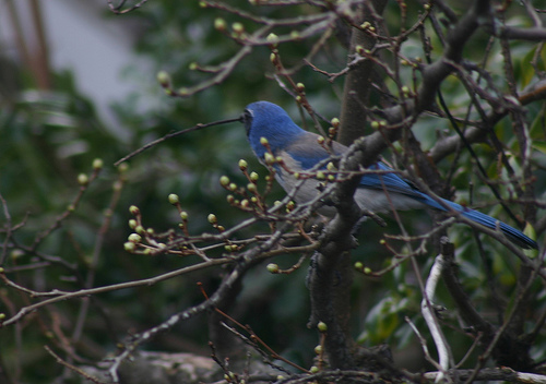 Scrub Jay Gathering Sticks