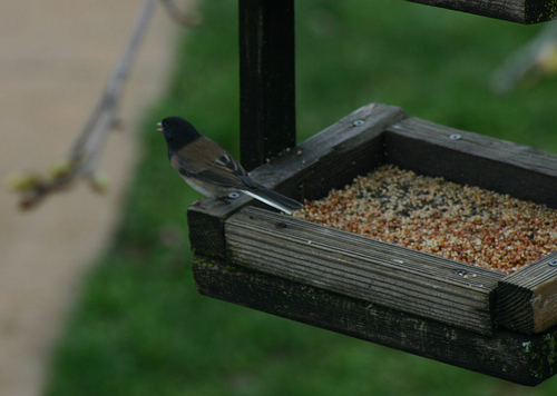 Junco in the feeder
