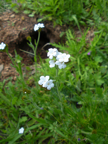 3 1 10 Popcorn flower