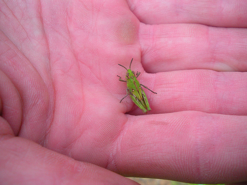 3 1 10 Grasshopper