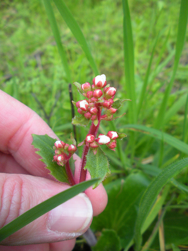 3 1 10 Saxifrage