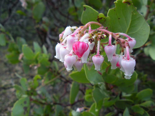 3 1 10 Manzanita blooms