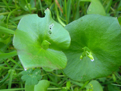 3 1 10 Miner's Lettuce