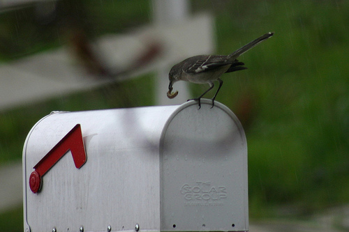 Northern Mockingbird 1 with worm