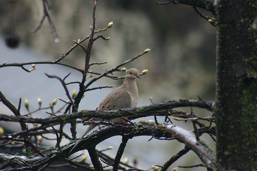 Mourning Dove 1