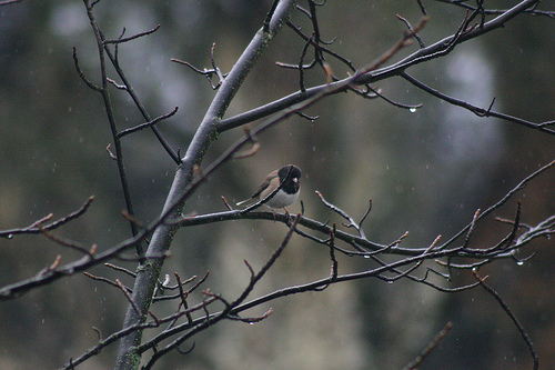 Junco in the Rain