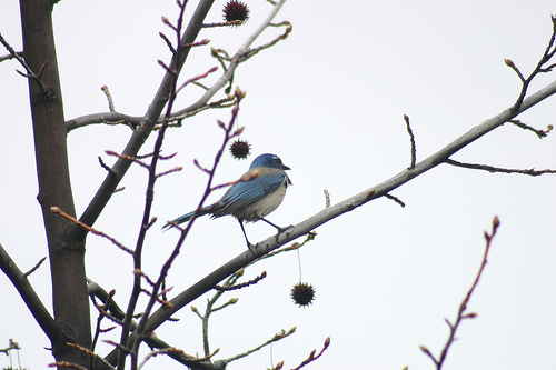 Western Scrub Jay in Sweet Gum Tree 2