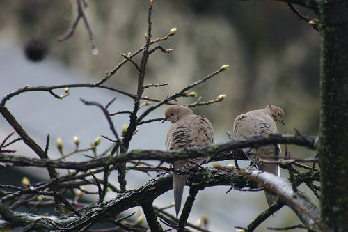 Mourning Doves 2