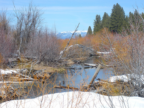 Beaver dam Taylor Creek