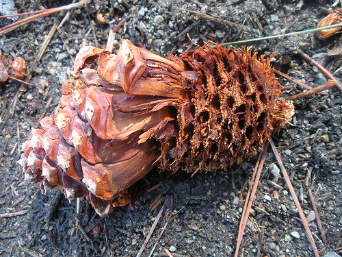 Cone 1