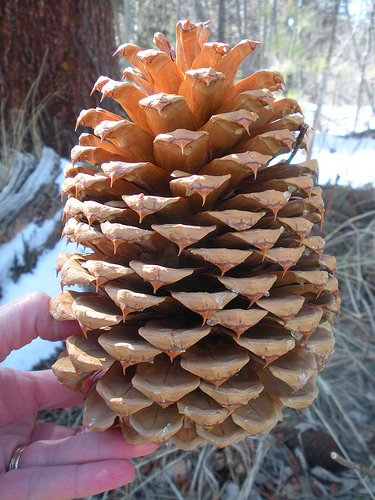 Cone 2