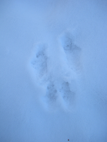 rabbit tracks