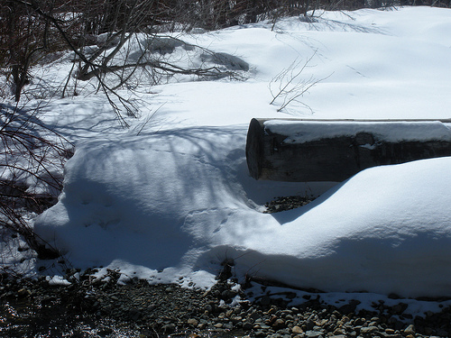 tracks by the creek